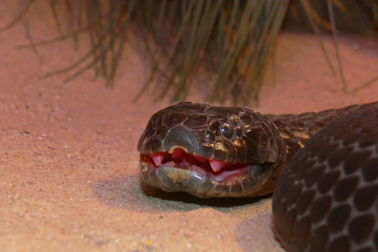 Close-up of a dark snake's head with a pink mouth and fangs visible on red sandy ground