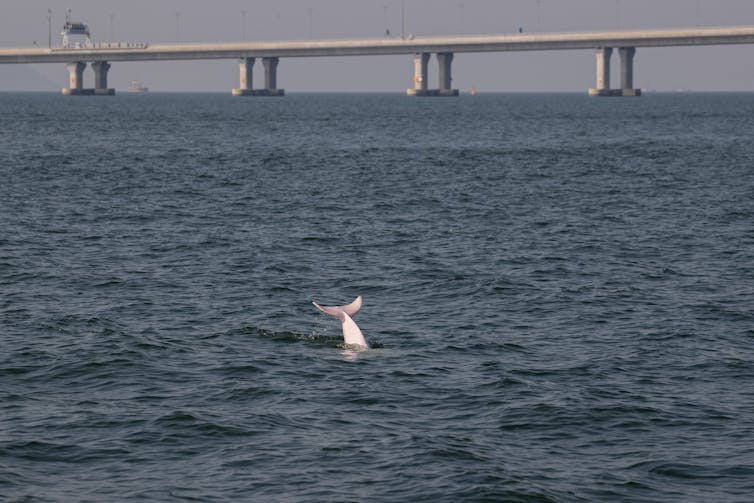 A dolphins white tail out of the water in front of a bridge.
