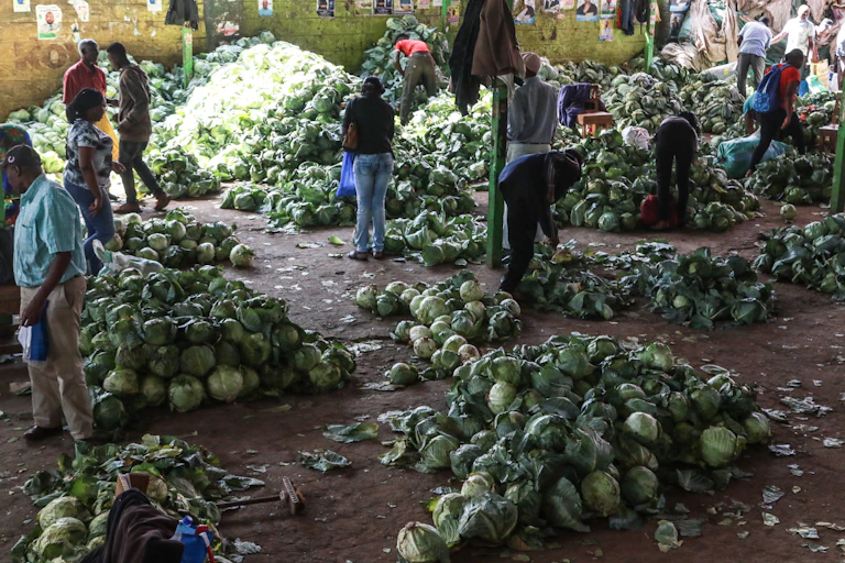 Poeple walk among heaps of of cabbages piled on the ground