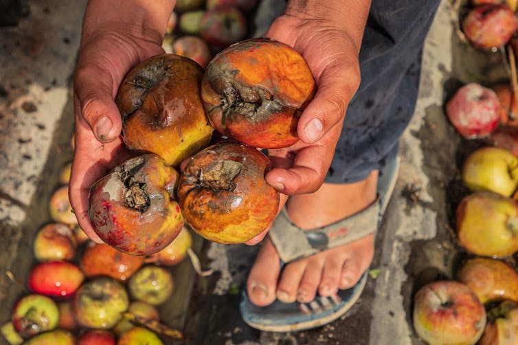 A boy holds rotten apples.