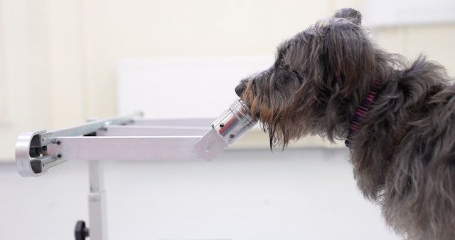 Photo d’un chien détectant un échantillon en laboratoire.