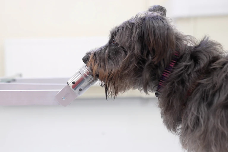 Photo d’un chien détectant un échantillon en laboratoire.
