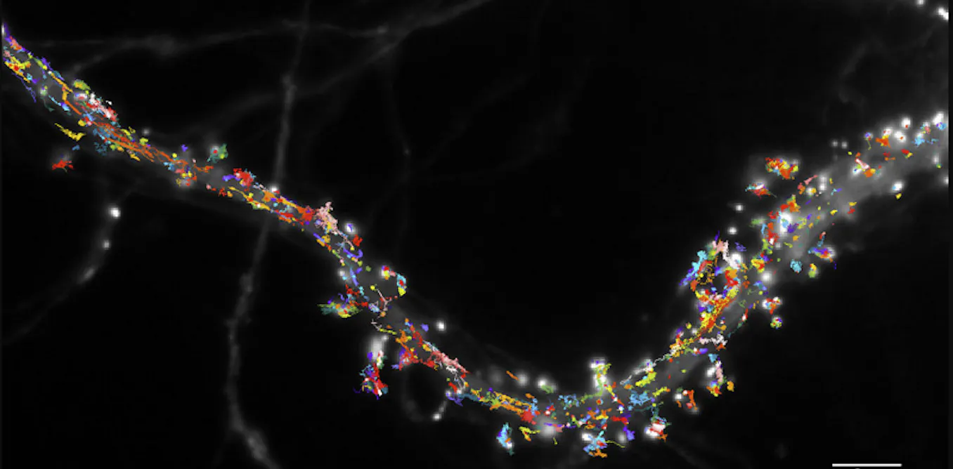 Comment les neurones créent les souvenirs Comment les neurones créent les souvenirs