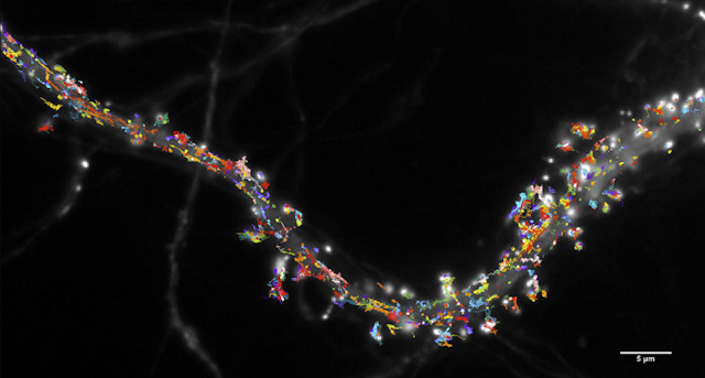 des trajectoires colorées le long d'un fil (une partie de neurone)