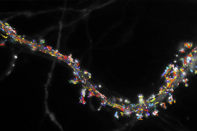 des trajectoires colorées le long d'un fil (une partie de neurone)
