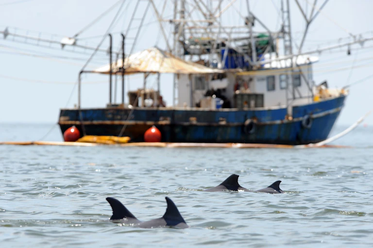 The fins of four dolphins breaching the water's surface in front of a boat.