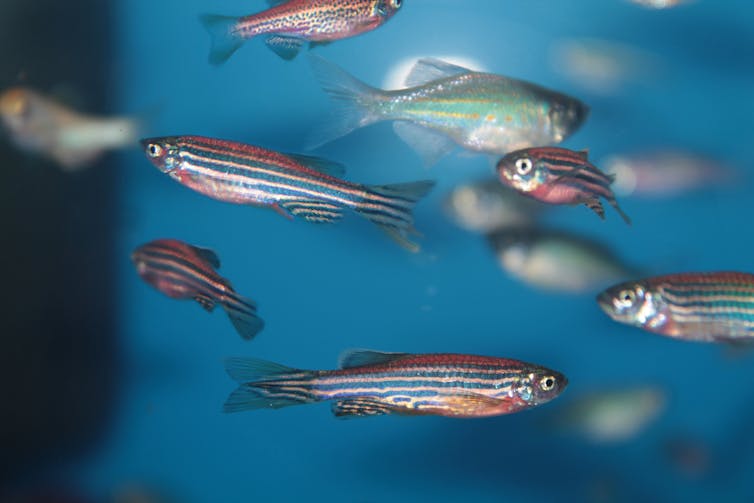 A shoal of small fish with blue stripes.