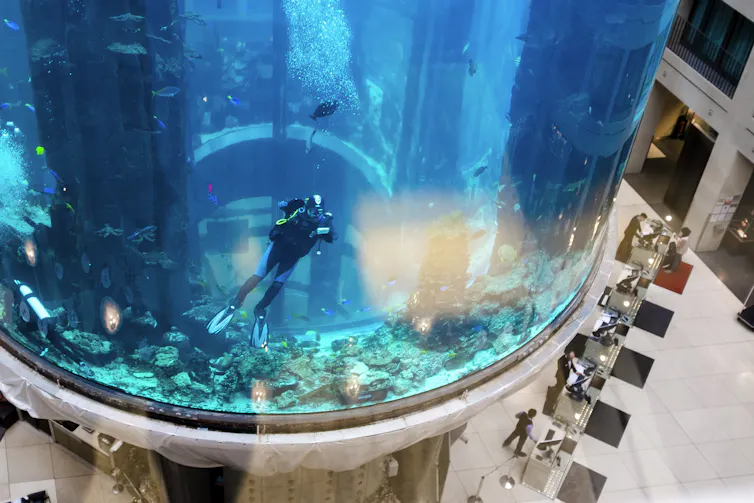 A diver takes a photo from inside a large, cylindrical aquarium.