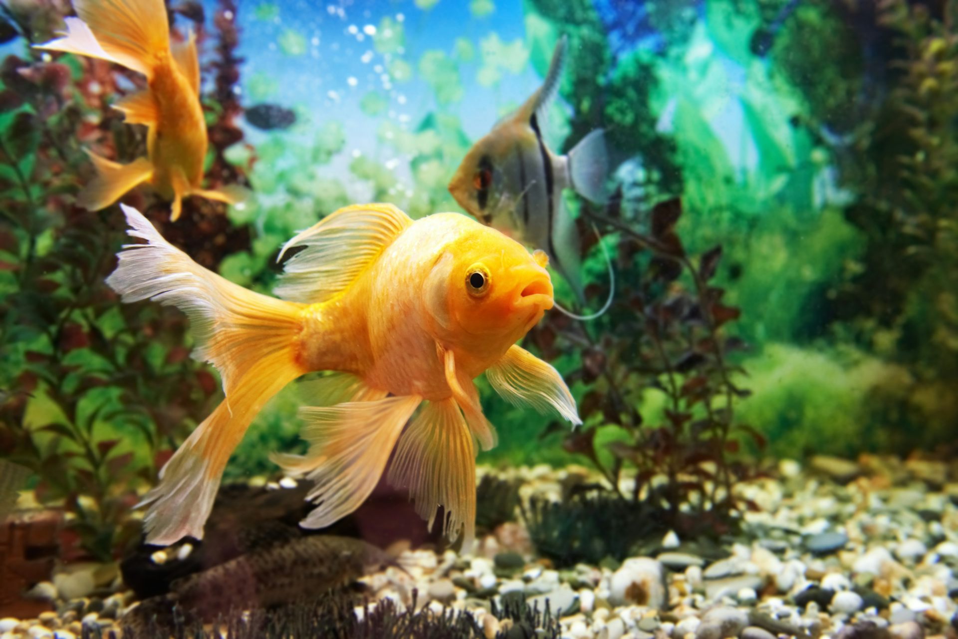 Goldfish hotsell tropical fish