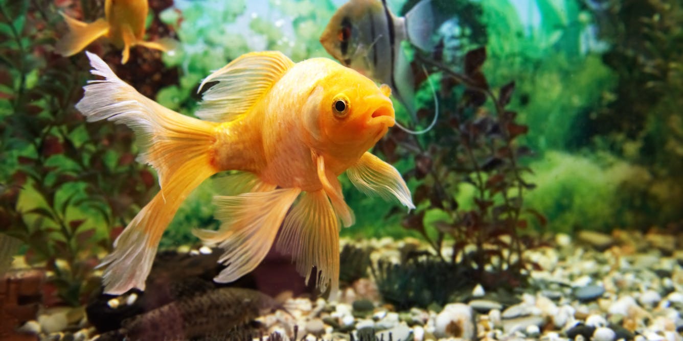 Are the fish in your aquarium happy? Five things to look outfor