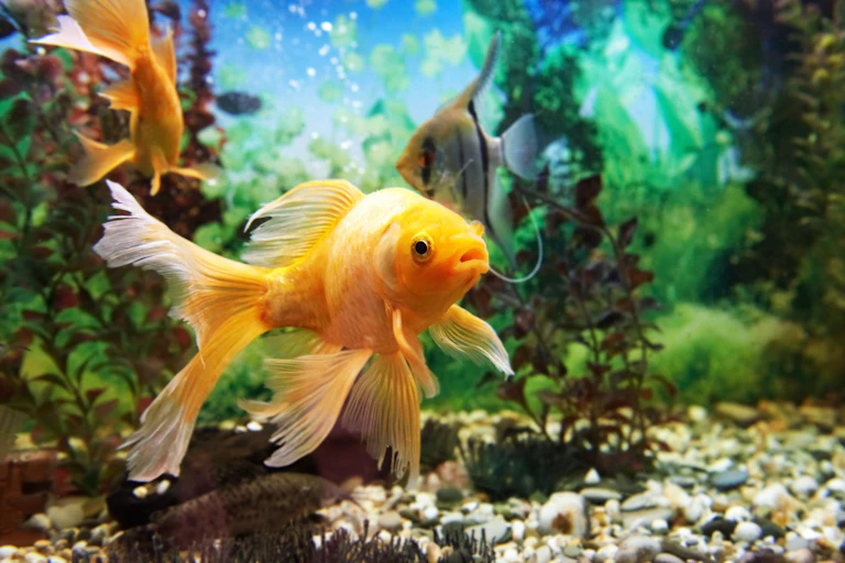 Tropical fishes in an aquarium.
