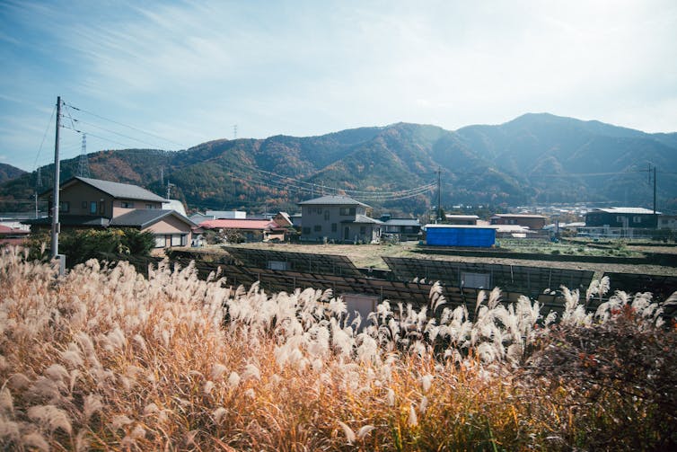 Grasses in the foreground of a deep countryside view under sunshine.