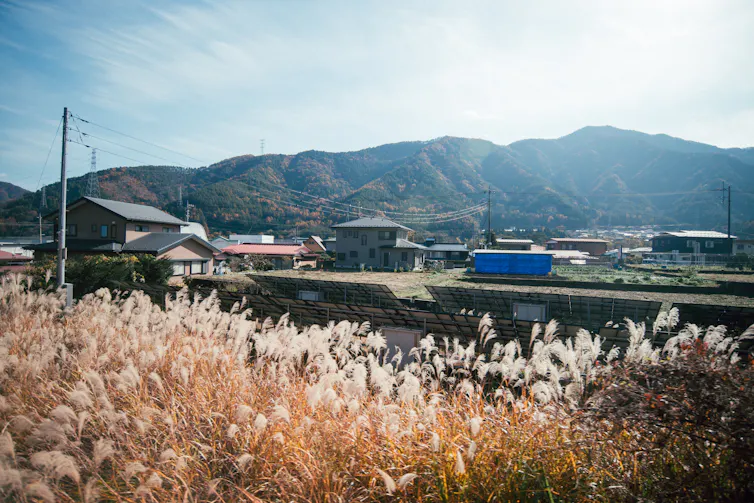 Grasses in the foreground of a deep countryside view under sunshine.