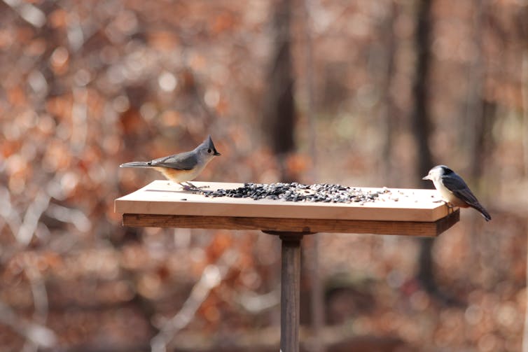 Two different birds at either end of a flat wooden platform with seeds on it situated in the woods.