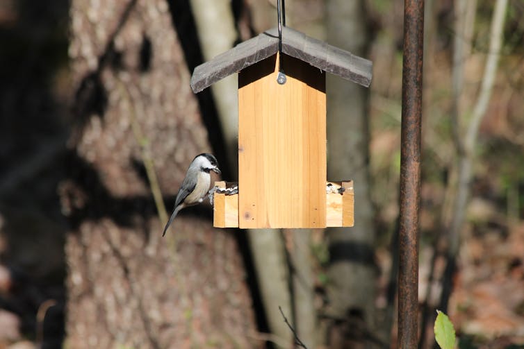 A bird eats a seed from a rectangular box shaped feeder with a slanted roof and feeding troughs.