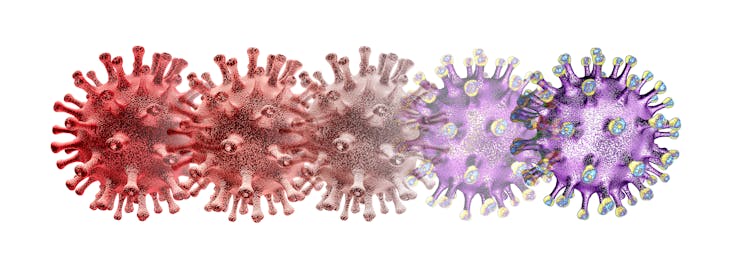 Illustration de cinq coronavirus de couleurs différentes dans une ligne