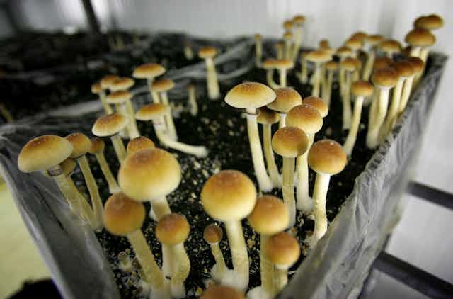 Image en gros plan de champignons poussant dans un récipient