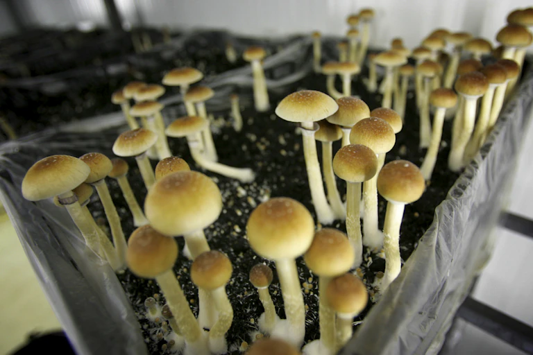 Image en gros plan de champignons poussant dans un récipient