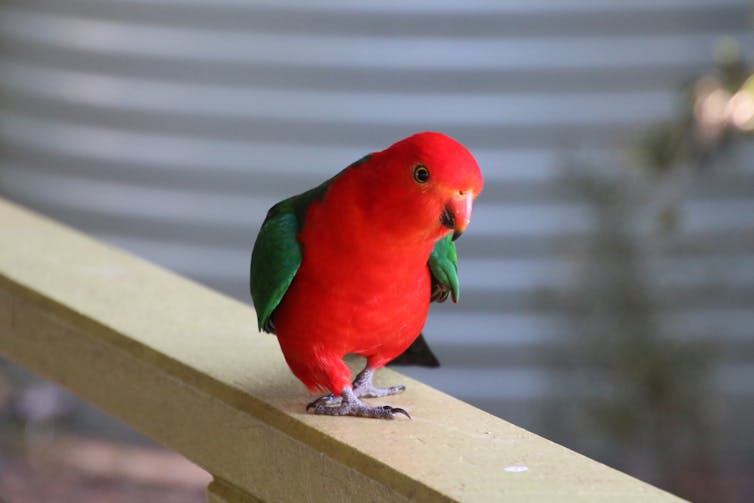 Australian king parrot