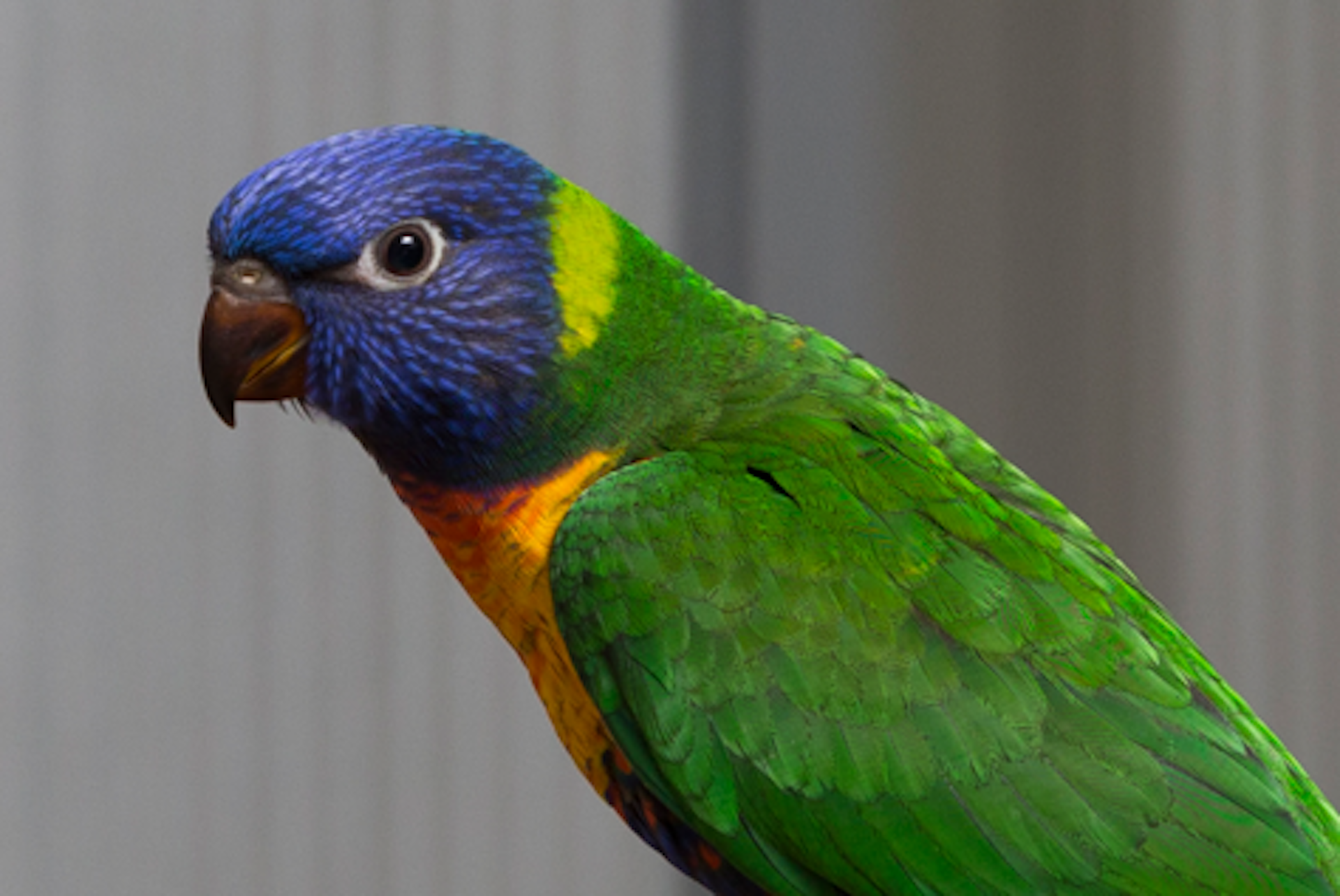 Rainbow lorikeet