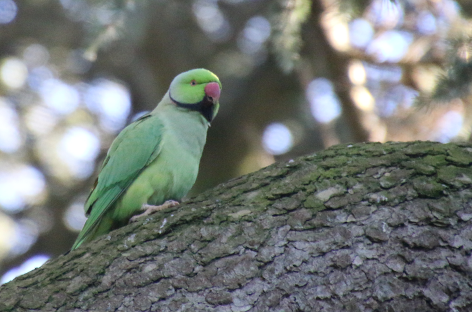 Ring-necked parakeet