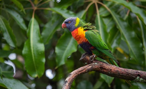 Escaped pet parrots threaten New Zealand’s vulnerable native birds – why a ban is the best solution
