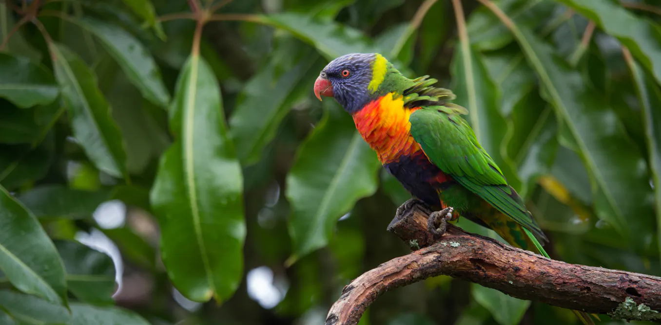 Native Parrots Escaped pet parrots threaten New Zealand’s vulnerable native birds ...