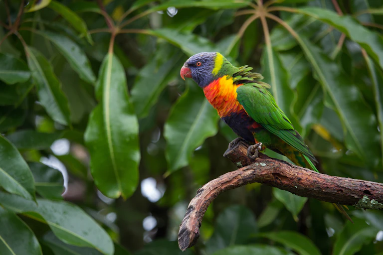 Rainbow lorikeet against green leaves