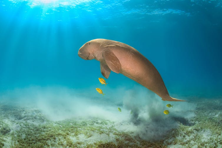 A male dugong swimming along the sea floor alongside small yellow fish.
