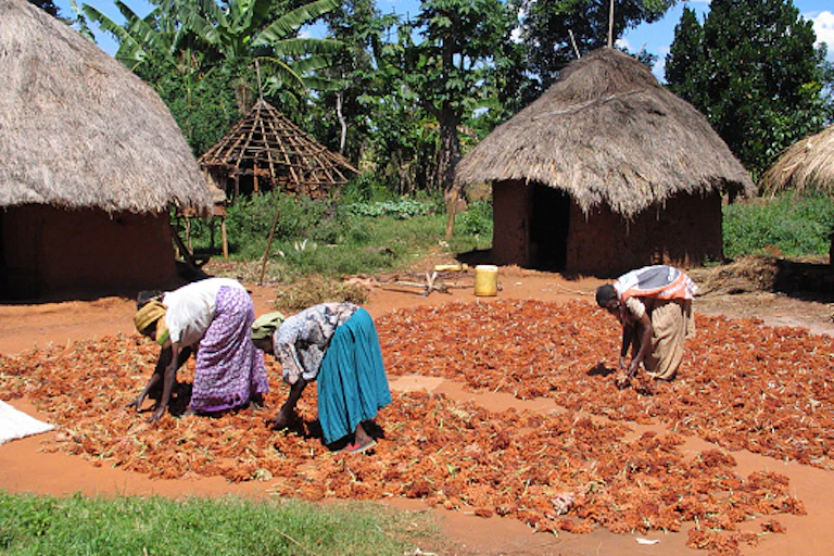 Three rural Kenyan women tend sorghum drying in the sun outside their huts.