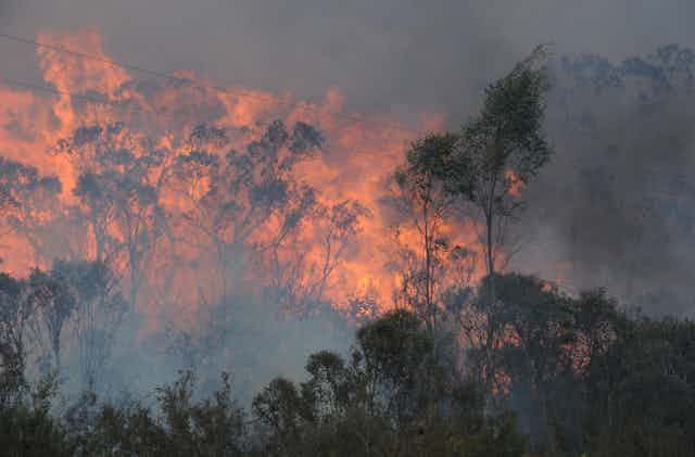Bushfire up to a canopy