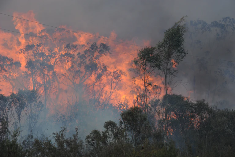 Bushfire up to a canopy