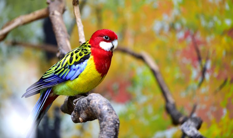 An eastern rosella in a tree branch.