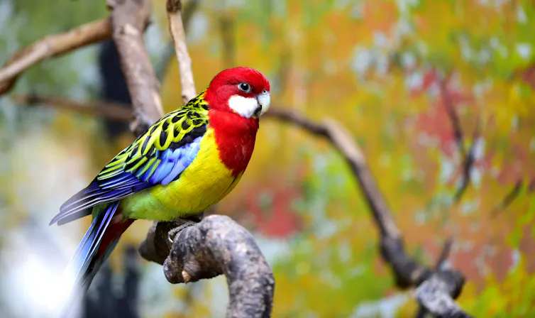 An eastern rosella in a tree branch.