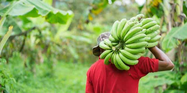 Farm worker carrying bananas