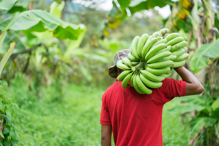 Farm worker carrying bananas