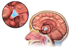 El hipotálamo se encuentra en el centro del cerebro