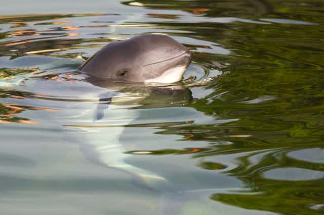 A small, dolphin-like animal surfacing to breathe.