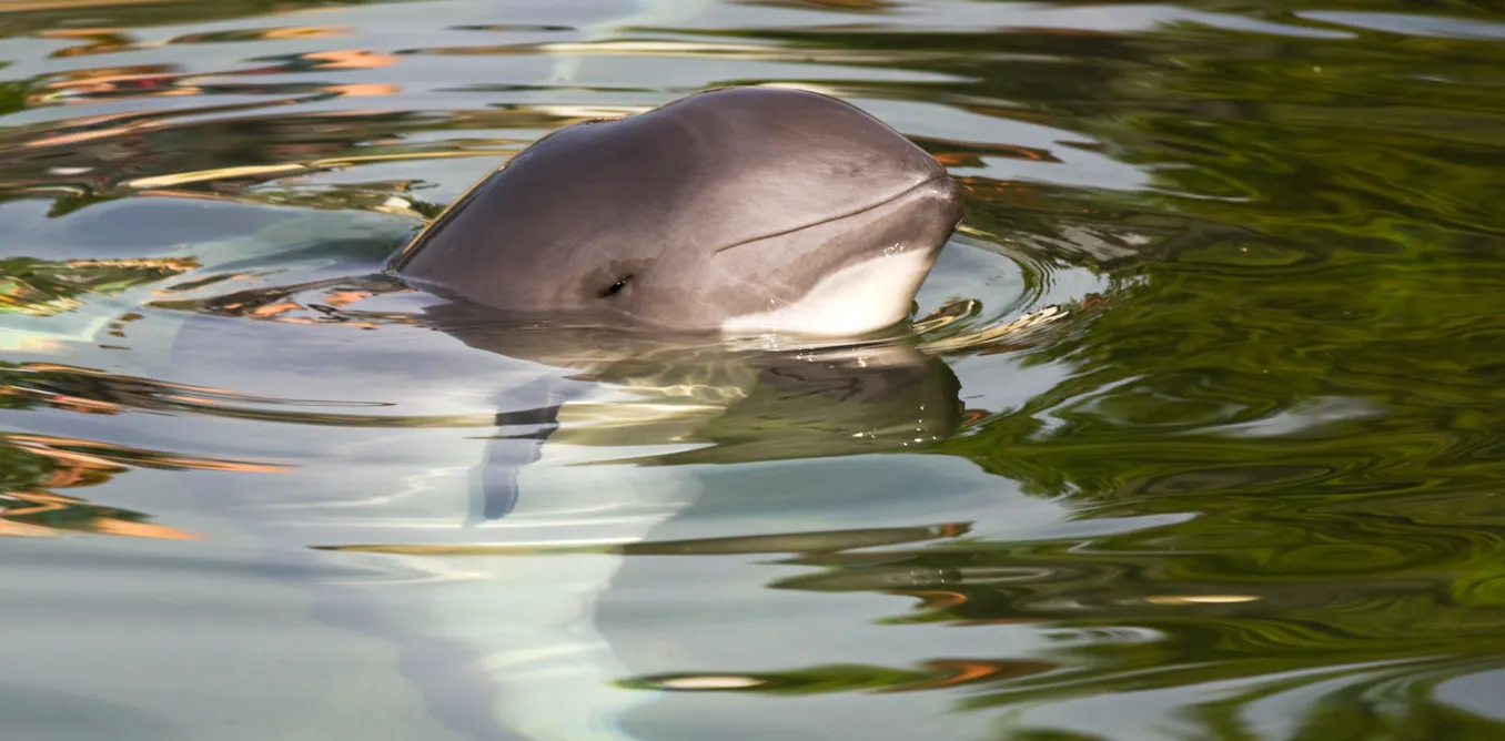 Offshore wind farm construction is noisy – but the gadgets used to protect marine mammals are working Offshore wind farm construction is noisy – but the gadgets used to protect marine mammals are working