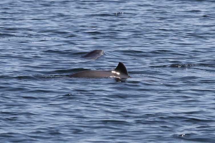 The dorsal fins and backs of two harbour porpoises emerging from the water.