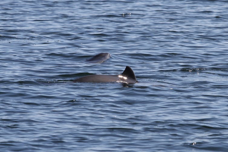 The dorsal fins and backs of two harbour porpoises emerging from the water.