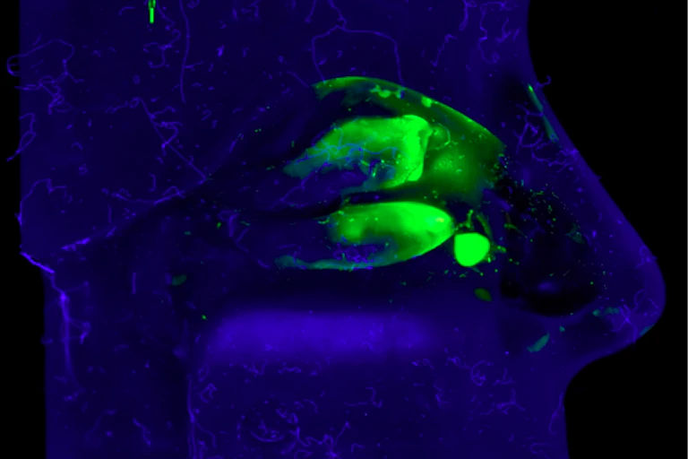Artificial test model for the candidate vaccine