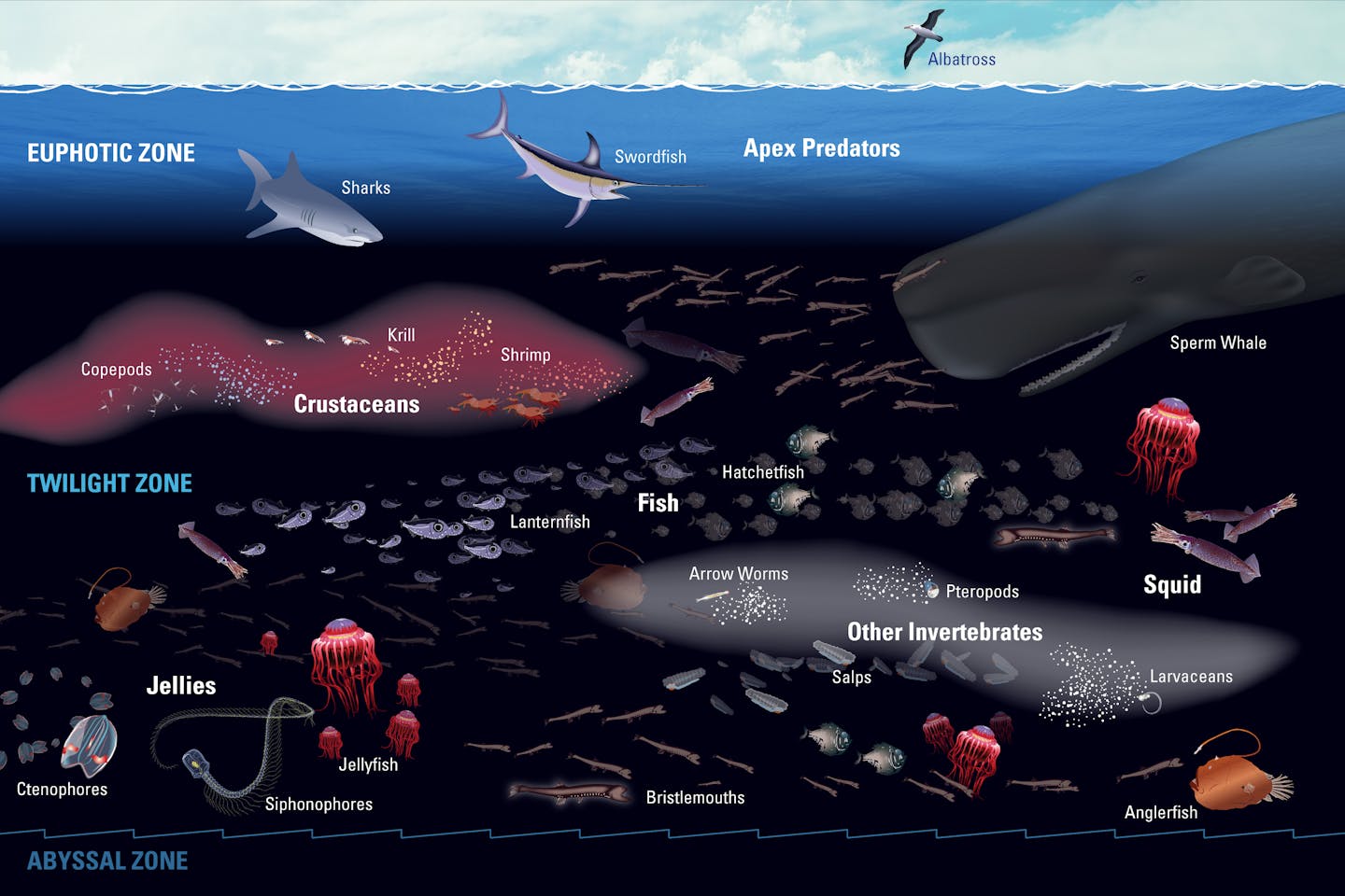 Ilustración que muestra dónde viven las distintas especies a diferentes profundidades del océano.