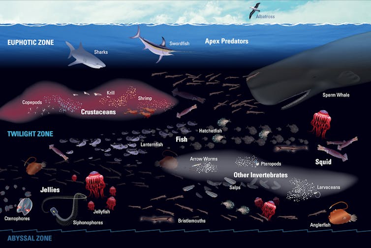 Илюстрация, показваща къде живеят различни видове на различни дълбочини в океана.