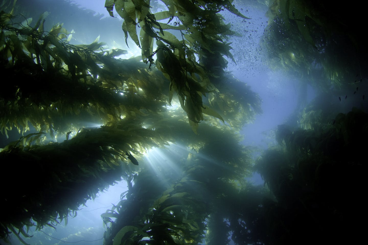 Vista hacia la superficie del océano a través de un bosque de algas.
