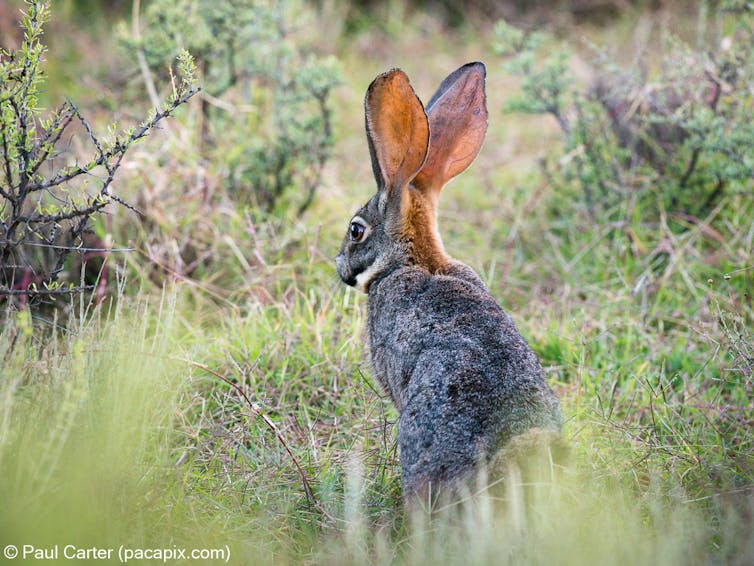 A large rabbit with reddish ears and a mottled grey back seen from behind in a grassy field