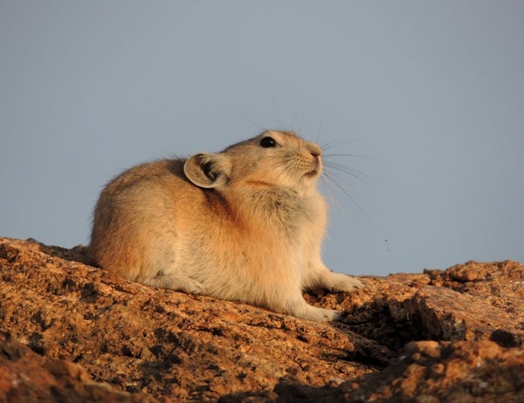 A small russet rodent perched on a red rock, it has small round ears but otherwise looks like a rabbit