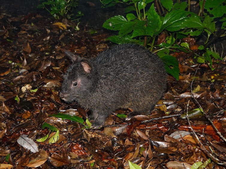 A dark grey, short-eared bunny sitting on brown leaf litter