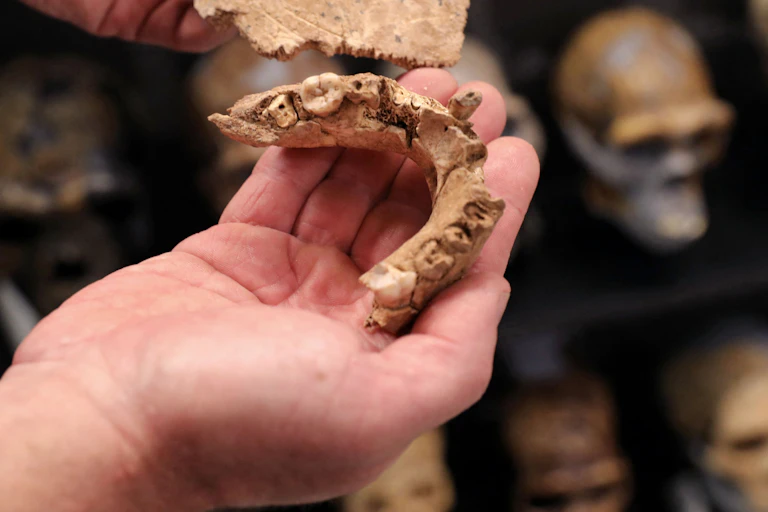 hands hold a fossil jaw and piece of skull