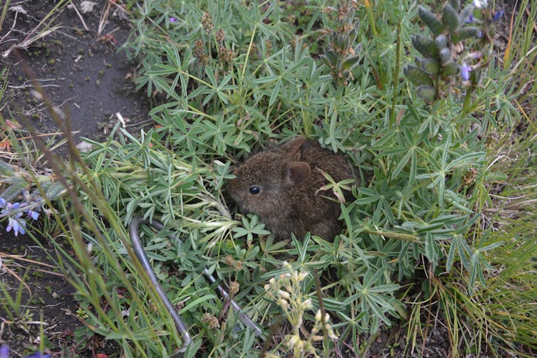 A very small dark brown rabbit hiding in grass